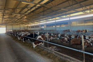 Krave uskoro sele u najsavremeniju farmu - samo za robote dali milion maraka