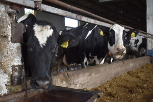 Za proizvođače mlijeka kroz Covid mjeru osigurano 15 milijuna kuna potpore