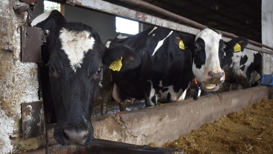 Za proizvođače mlijeka kroz Covid mjeru osigurano 15 milijuna kuna potpore