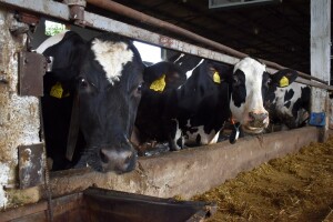 Turski privrednik planira izgradnju farme vrijedne 2,5 miliona KM u Loparama