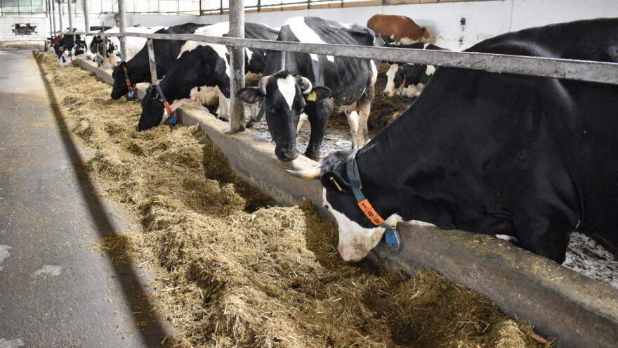Suša i poskupljenja umanjili proizvodnju mlijeka