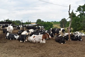 Uprkos gomili problema, farmeri isporučili više mlijeka