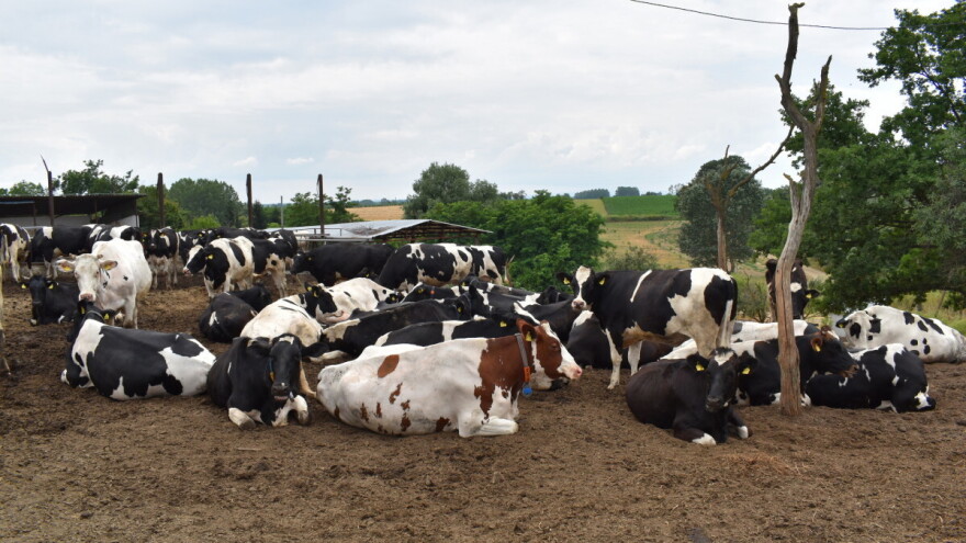 Uprkos gomili problema, farmeri isporučili više mlijeka
