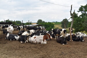 I mljekari u bezizlaznoj situaciji: Zbog uvoza, domaći farmeri bez računice
