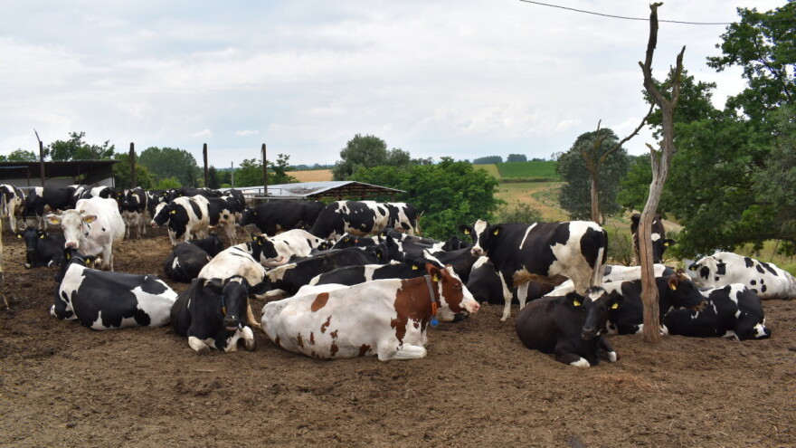 I mljekari u bezizlaznoj situaciji: Zbog uvoza, domaći farmeri bez računice