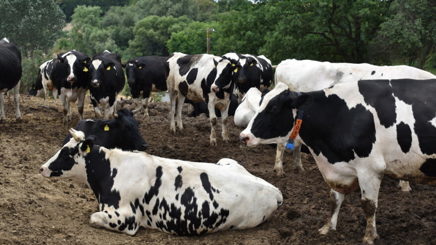 Većina EU stoke se uzgaja u nekoliko država članica