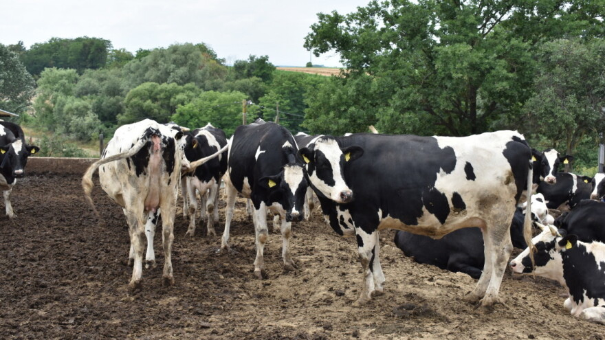 Otkriven lopov koji je ukrao pet krava u Gacku