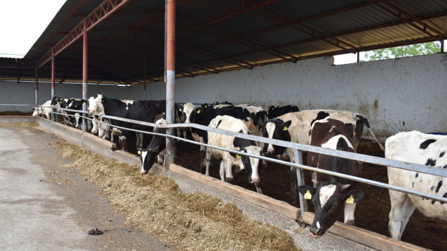 Tri milijuna kuna potpore županijskim programima za mliječno govedarstvo