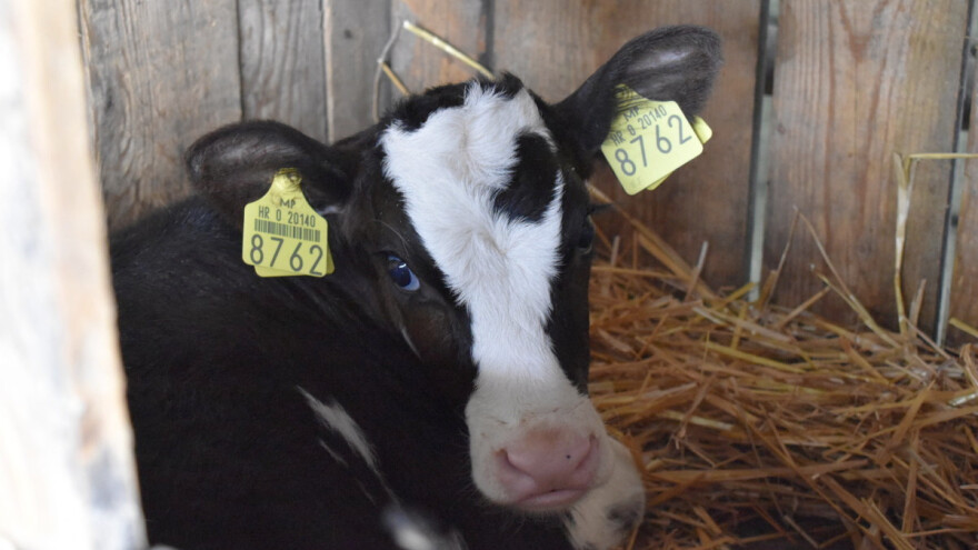 Bolesti dišnih organa teladi i kako ih prevenirati