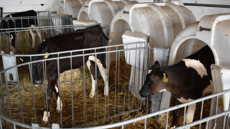 Nova regulativa o transportu teladi šteti nemačkim uzgajivačima?