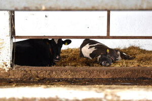 Siesta za krave kao zaštita od toplinskog stresa