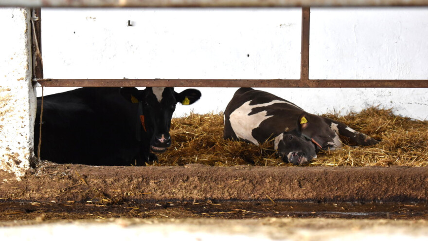Siesta za krave kao zaštita od toplotnog stresa