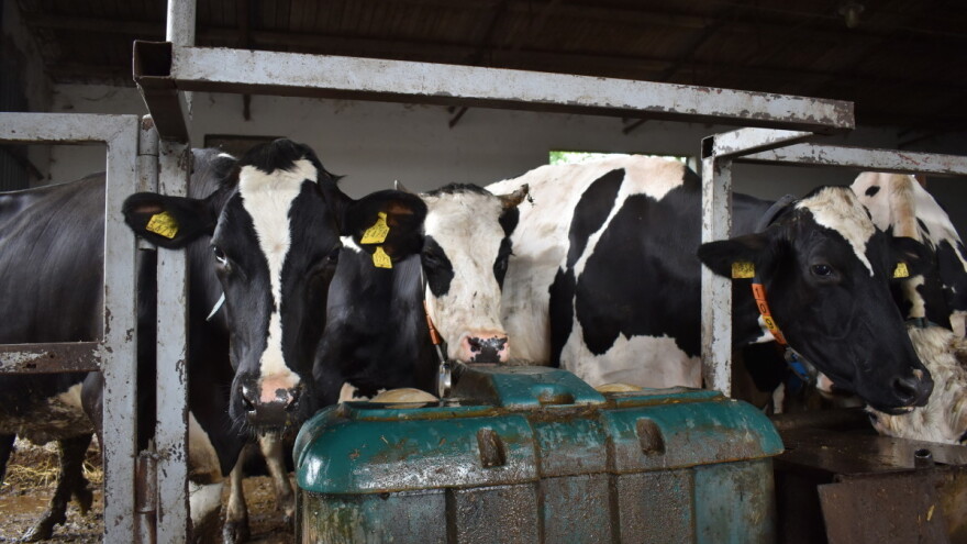 U srpnju nastavljen blagi pad cijene mlijeka