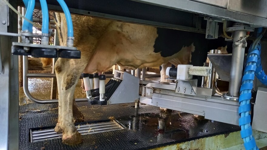 Od 1. svibnja prijavite se za potpore sektoru mliječnog govedarstva, ovčarstva i kozarstva