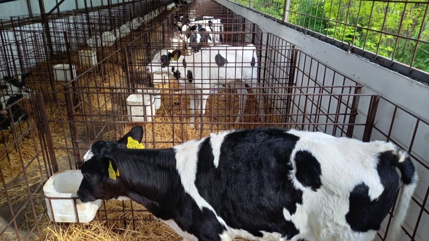 Rastu cene jagnjadi u Kraljevu, telad skuplja nego prošle nedelje
