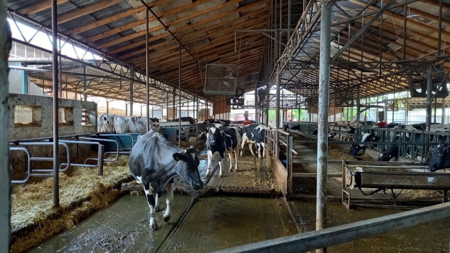 Šta je bitno kod smještaja krava u ljetnom periodu?