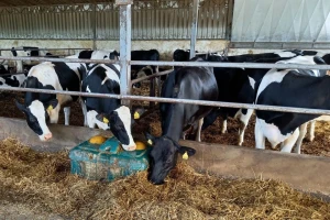RZS: Pad broja goveda u Srbiji, veći broj svinja, ovaca i živine