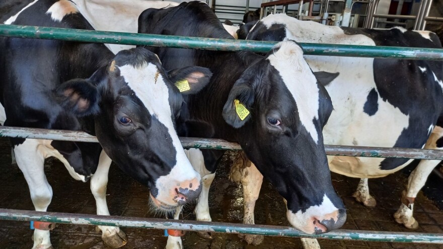 Raspisan konkurs za podsticaje za nabavku priplodnih grla