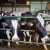 Nova era za krave: Preciznom ishranom i novim tehnologijama do veće proizvodnje