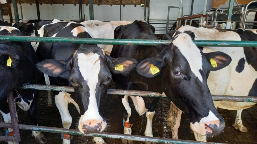 Nova era za krave: Preciznom ishranom i novim tehnologijama do veće proizvodnje