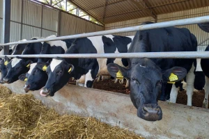 Slaba prodaja teladi u maju, jagnjad - 400 do 500 din/kg
