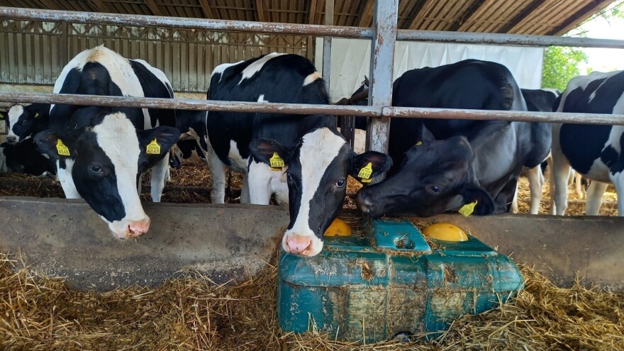 Kako su roboti za mužu unapredili farmu Mužlai u Bačkom Gradištu?