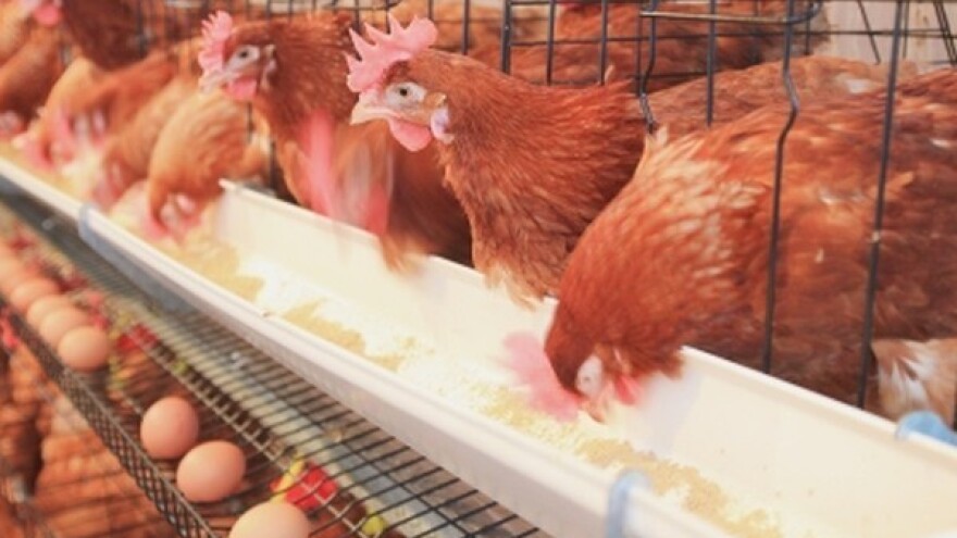 Milijun kuna iz IPARD-a za uzgoj nesilica