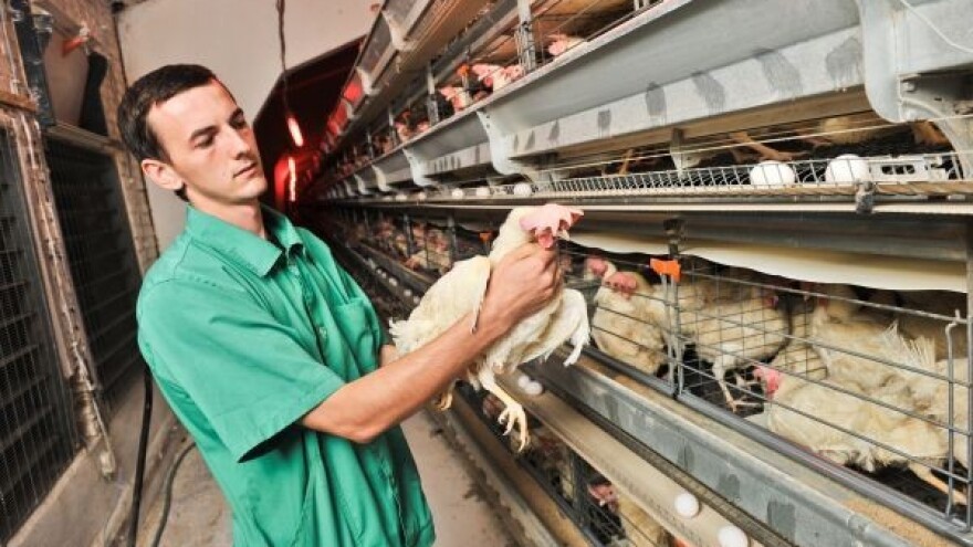 Osam milijuna kuna za nesilice