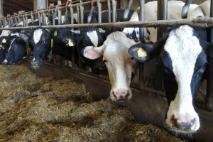 Čekate proizvodno vezane potpore za mliječne krave? Evo kad će isplata
