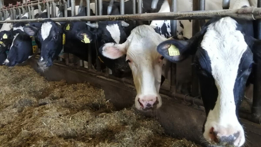 Čekate proizvodno vezane potpore za mliječne krave? Evo kad će isplata