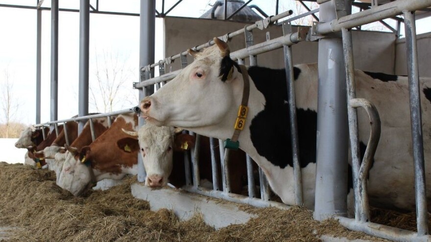 Proizvođači, ispunite Upitnik o potrebama ulaganja u sektor mljekarstva