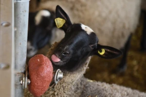 Carska ovca je zlatna koka za stočare: Otporna na bolesti, janji se dvaput godišnje