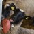 Carska ovca je zlatna koka za stočare: Otporna na bolesti, janji se dvaput godišnje