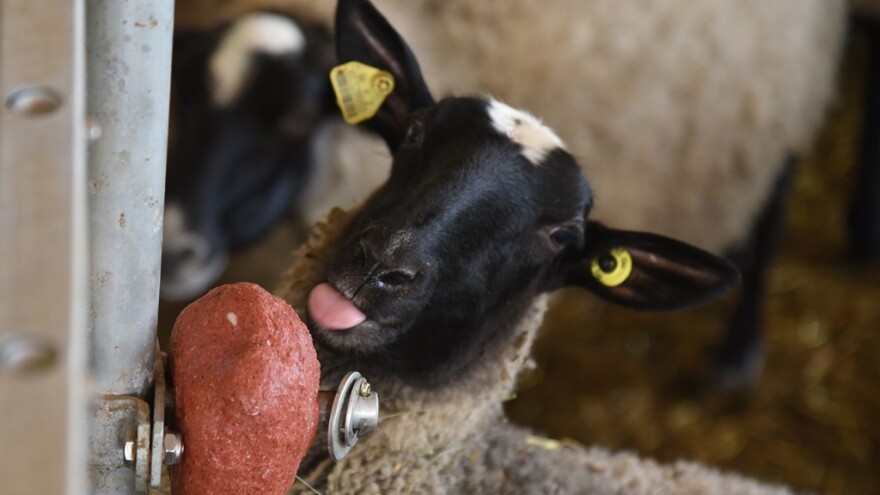 Carska ovca je zlatna koka za stočare: Otporna na bolesti, janji se dvaput godišnje