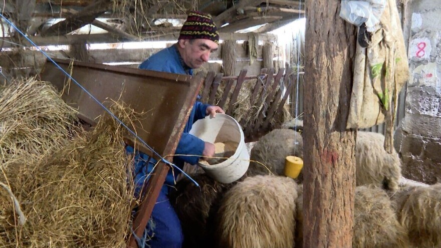 Zlatko živi od svog stada: "Radnika nema kada bi ga dukatima plaćao"