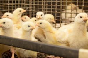 Zbog fipronila zatvoreno 180 peradarskih farmi!