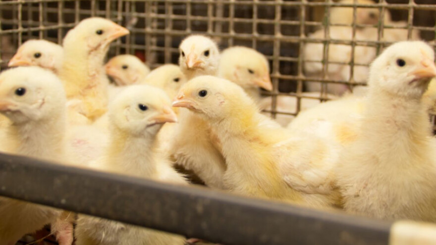 Zbog fipronila zatvoreno 180 peradarskih farmi!