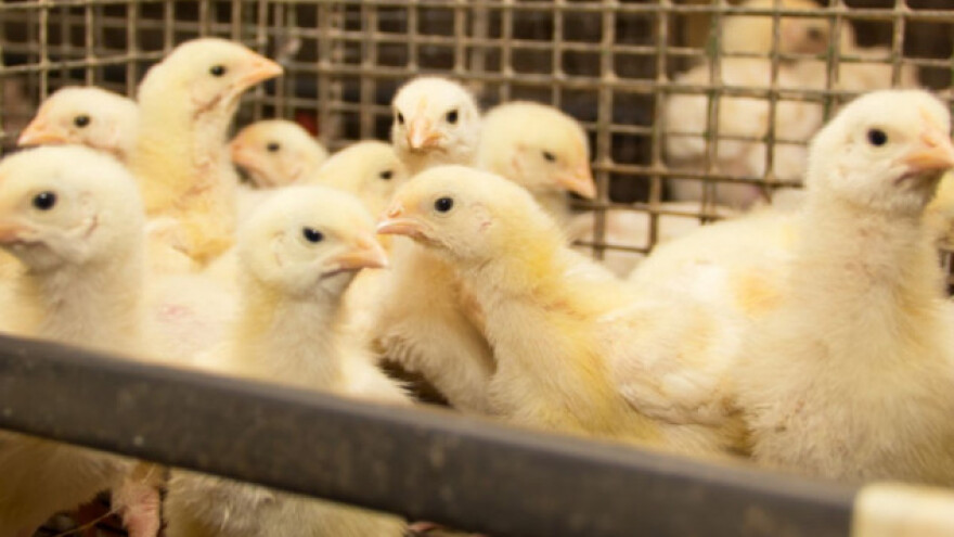 Zbog fipronila zatvoreno 180 peradarskih farmi