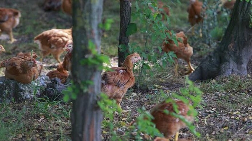 Strogo kontrolirani uvjeti na farmi peradi