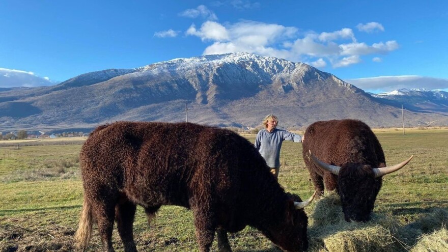 Najveća farma pasmine salers u BiH - temelj za konkurentnu ekstenzivnu proizvodnju