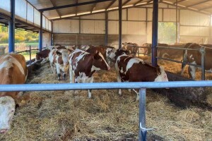 Šta će sadržavati savremeni objekti farme Marena?