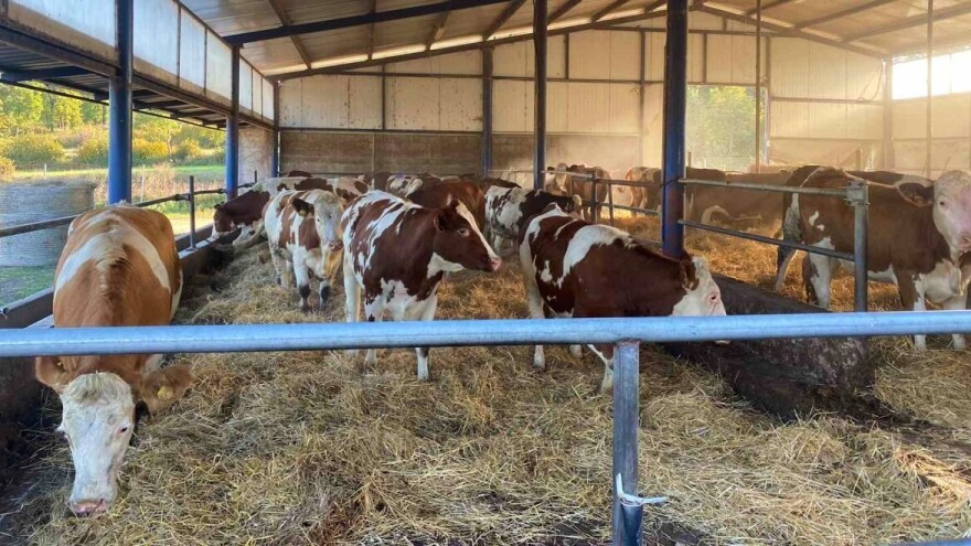 Šta će sadržavati savremeni objekti farme Marena?