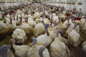 Jačamo proizvodnju domaće peradi, otvorena nova farma purana s oznakom "Meso hrvatskih farmi"