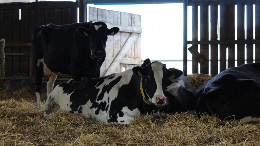 Nema više dvostrukog upisa podataka o govedima, Ministarstvo uvodi ePosjednik