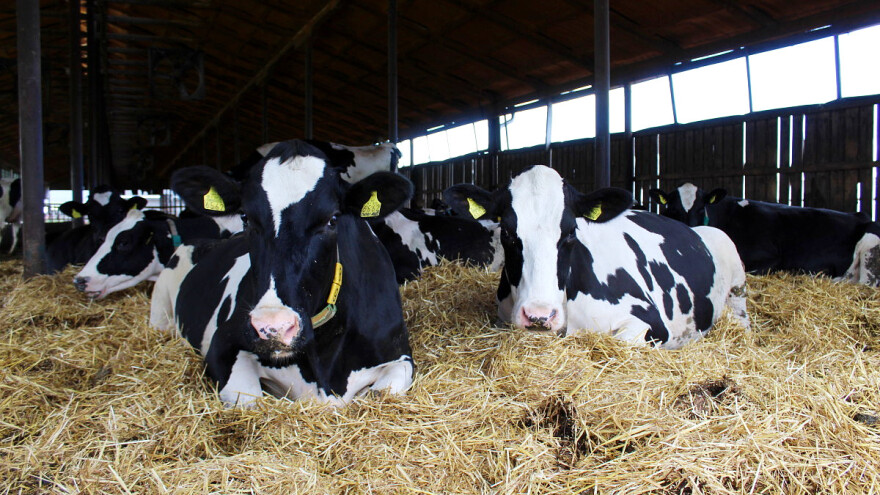 Krava ne može biti glavni krivac za klimatske promene