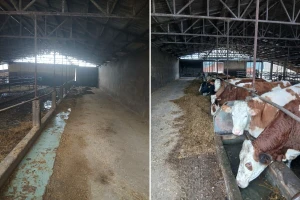 Krave prodali - ugasili proizvodnju posle 18 godina