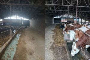 Farma "Šinik" iz Gradiške ugasila proizvodnju: Krave prodali poljoprivredniku u FBiH