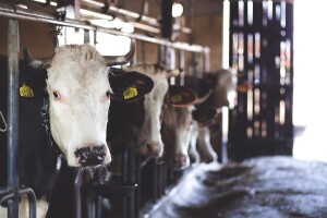 Farma Spreča ulaže 38,5 miliona KM u Kalesiju