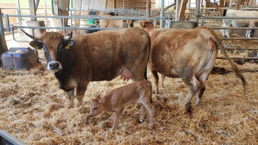 Biftek će postati hrana za superbogate, meso i riba za bogate, a sirotinja neka jede kolače