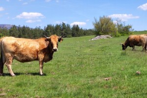 Gotovo 12.000 ha krških pašnjaka brisano iz ARKOD-a, što nakon presude Visokog upravnog suda?